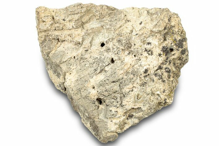 Dinosaur (Triceratops) Frill Shield Section - Montana #323034